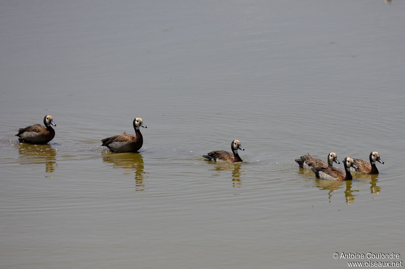 White-faced Whistling Duck