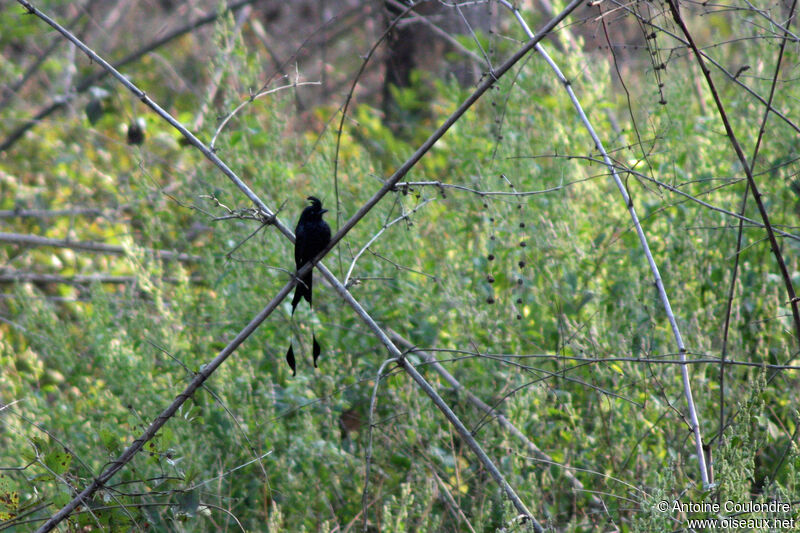 Greater Racket-tailed Drongoadult