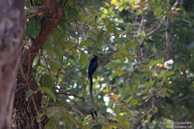 Drongo à raquettesadulte