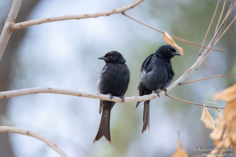 Drongo brillantadulte