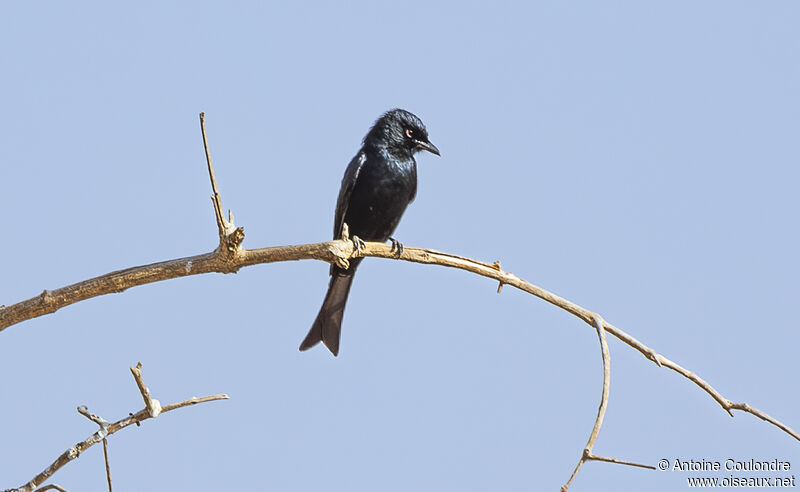 Drongo brillantadulte