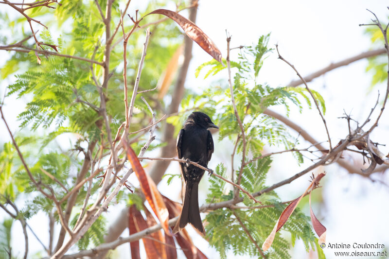 Fork-tailed Drongoadult