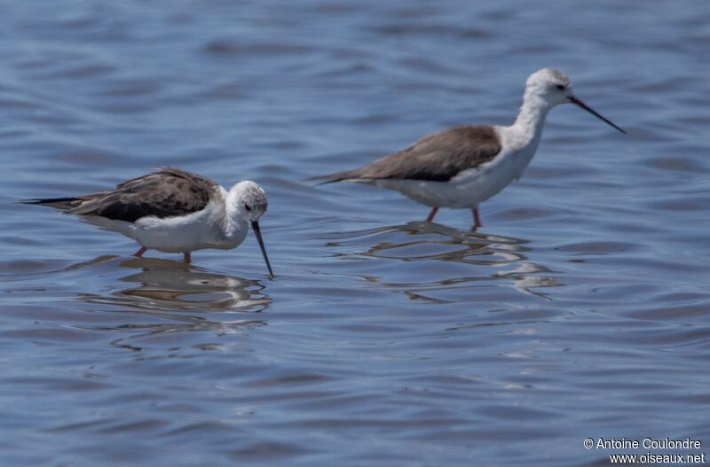 Black-winged Stilt