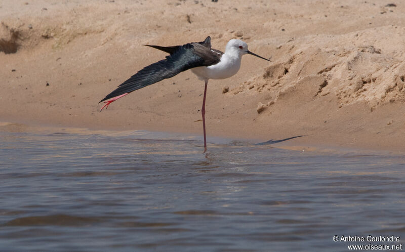 Black-winged Stiltadult