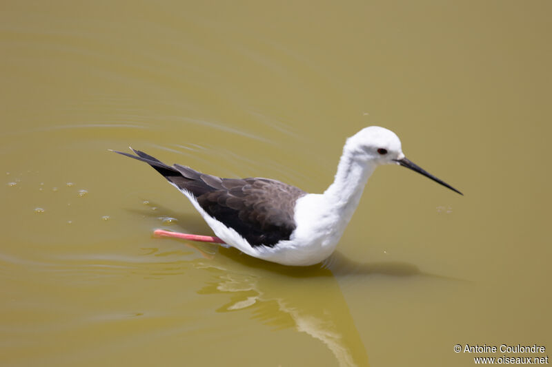 Black-winged Stiltadult, fishing/hunting