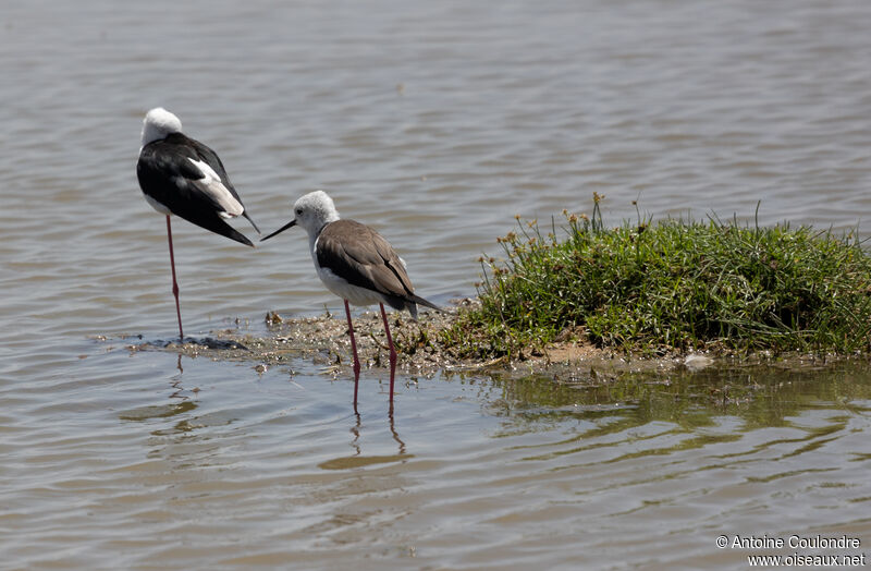 Black-winged Stilt