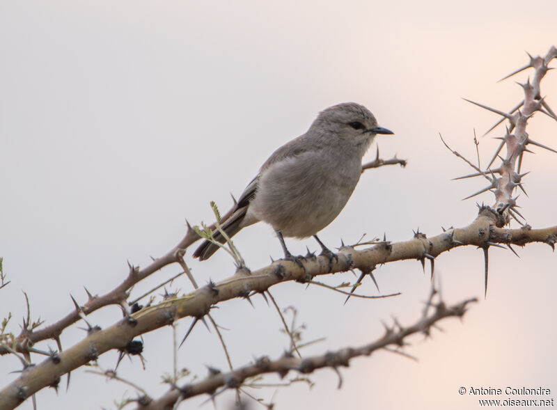 Grey Cuckooshrikeadult