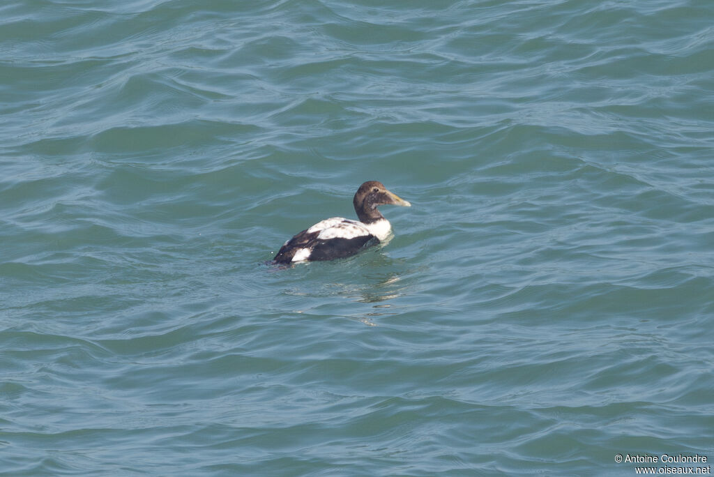 Eider à duvet mâle adulte transition