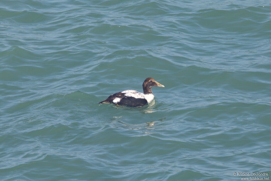 Eider à duvet mâle adulte transition