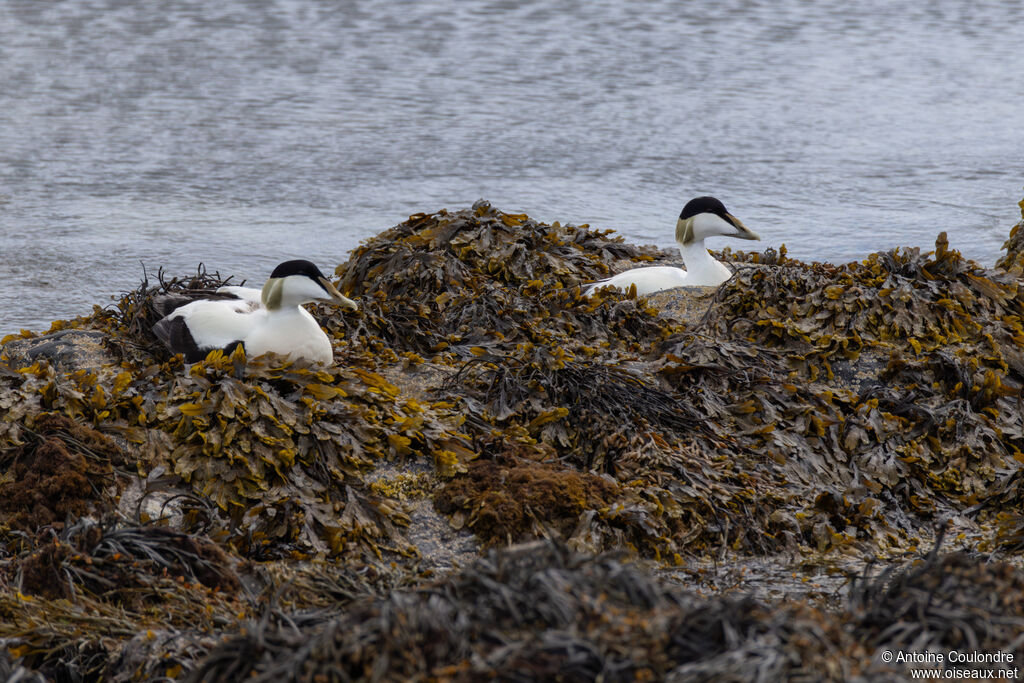 Eider à duvet