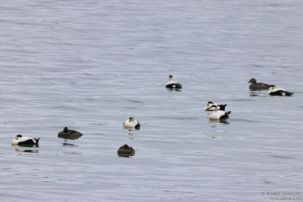 Eider à duvet