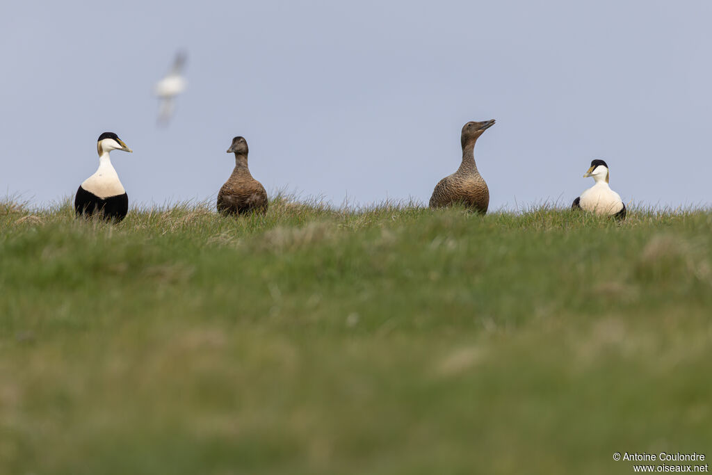 Eider à duvet