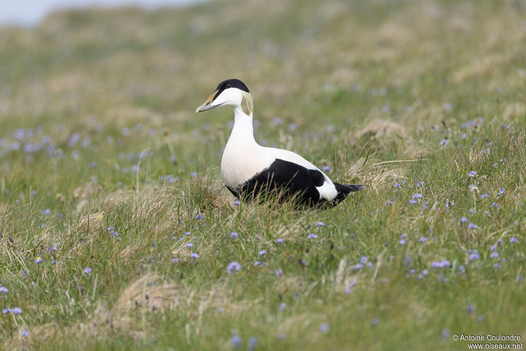 Eider à duvet