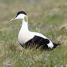 Eider à duvet