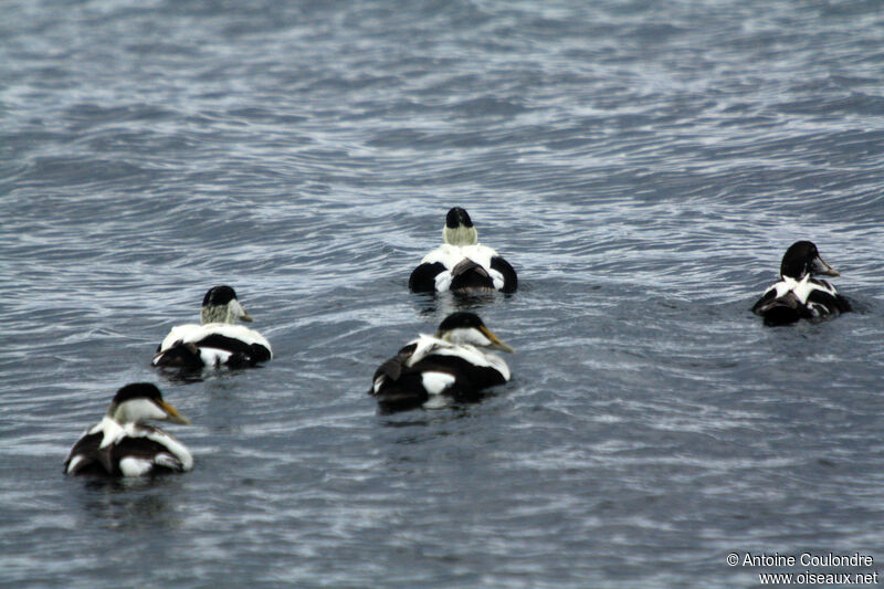 Eider à duvet mâle adulte