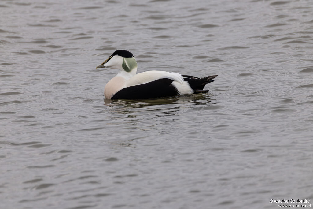 Common Eideradult breeding