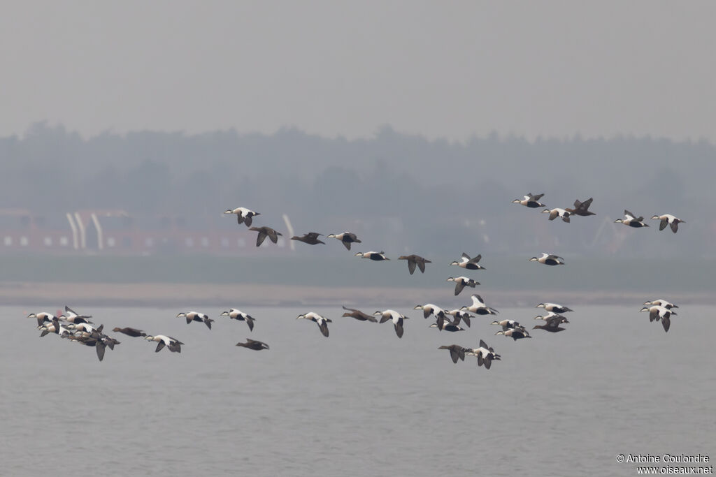 Common Eideradult breeding, Flight