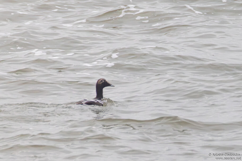Common Eider male adult post breeding