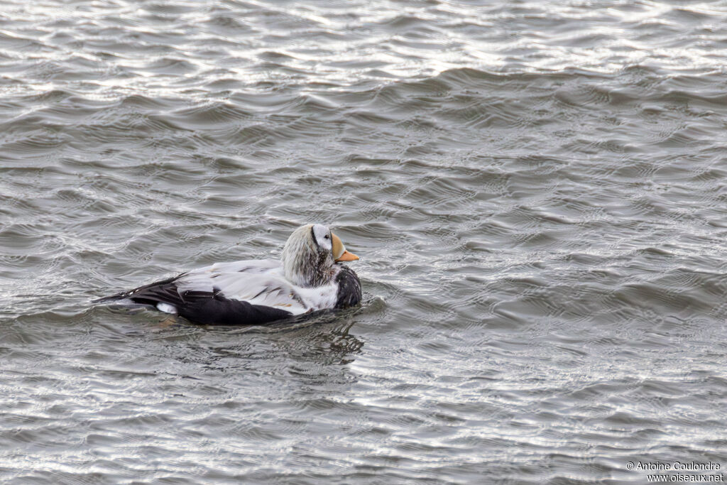 Eider à lunettes mâle adulte nuptial