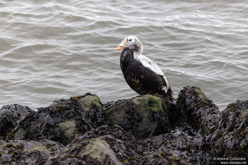 Eider à lunettes mâle adulte nuptial