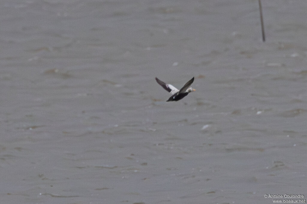 Eider à lunettes mâle adulte nuptial, Vol