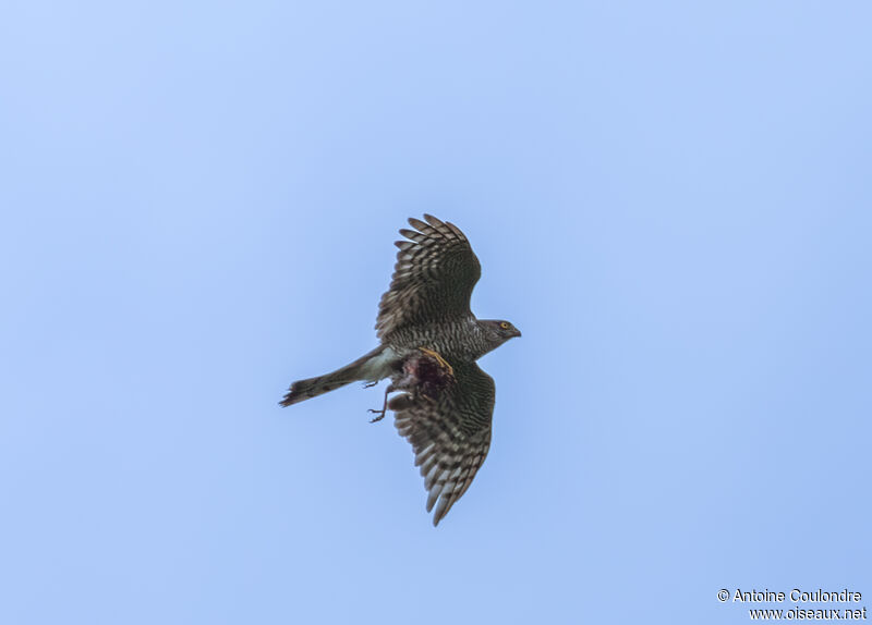 Eurasian Sparrowhawk female adult, Flight, fishing/hunting