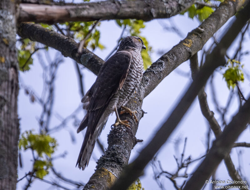 Eurasian Sparrowhawk female adult