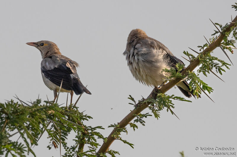 Wattled Starlingadult post breeding