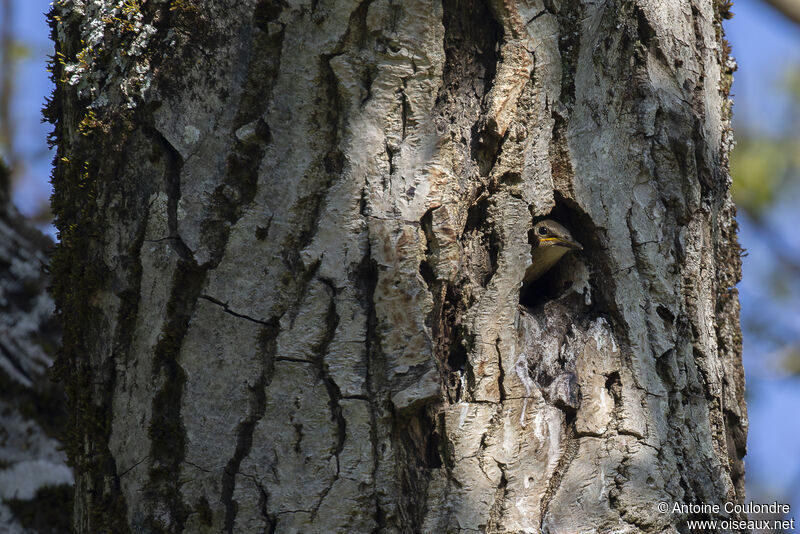 Common Starlingjuvenile, Reproduction-nesting