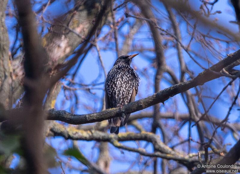 Common Starlingadult breeding