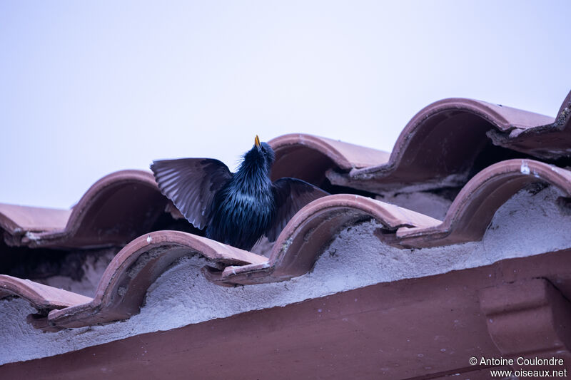 Spotless Starling male adult breeding, courting display, song