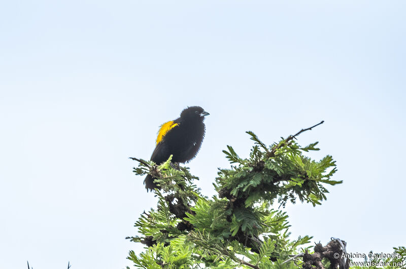 Yellow Bishop male adult breeding