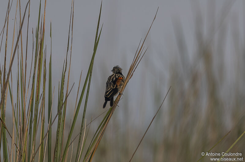 Fan-tailed Widowbird male adult