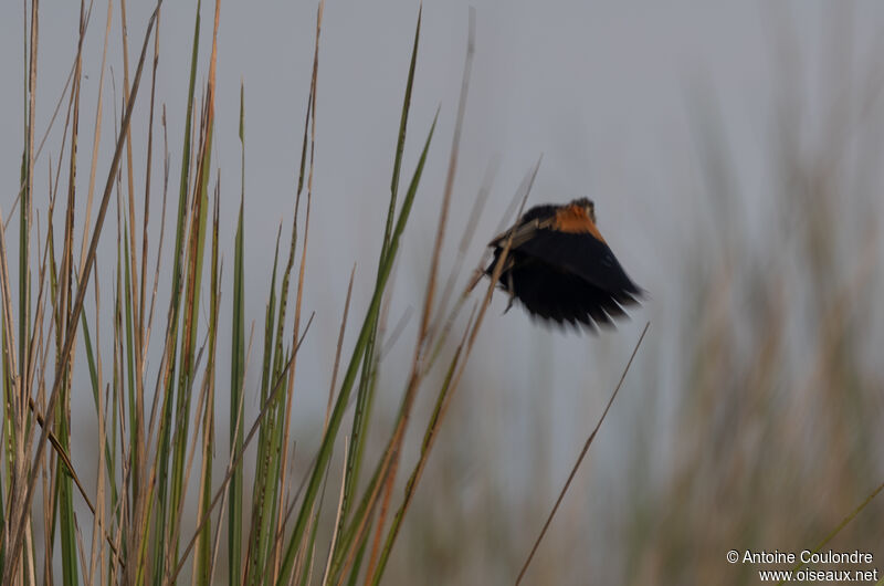 Fan-tailed Widowbird male adult