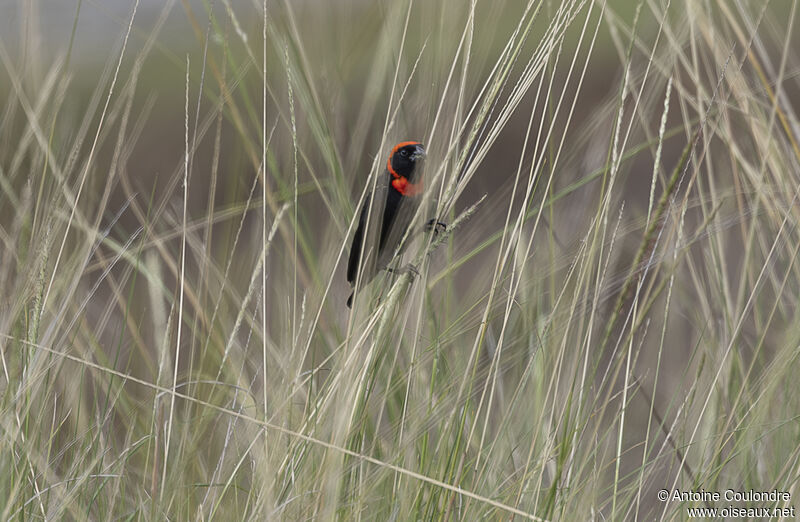 Black Bishop male adult