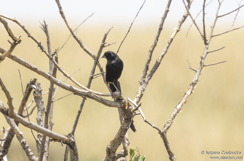 Jackson's Widowbird male adult breeding