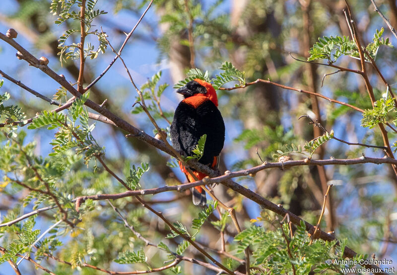 Southern Red Bishop male adult breeding