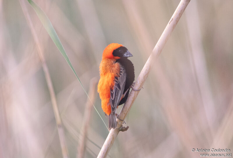 Southern Red Bishop male adult breeding