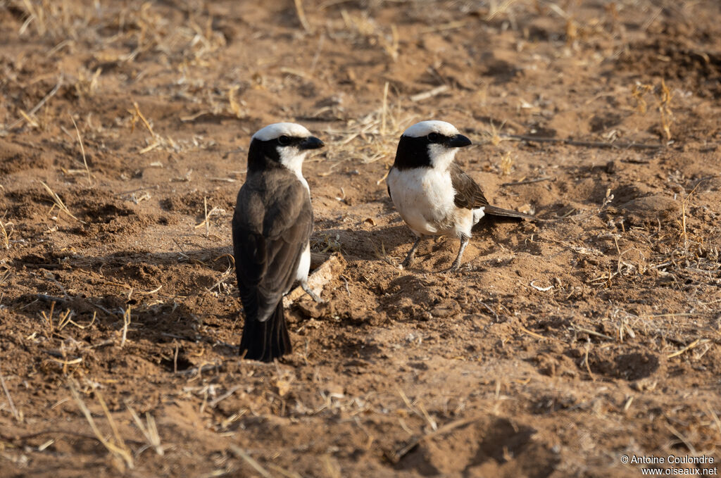 Eurocéphale de Rüppelladulte, mange