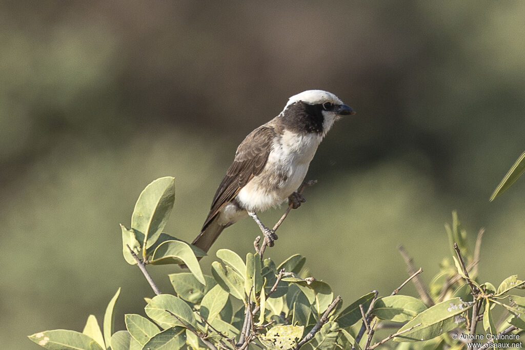 Eurocéphale de Rüppelladulte