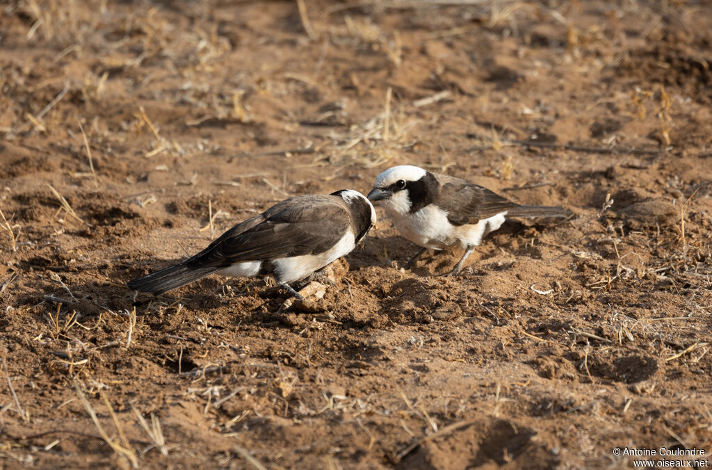 Eurocéphale de Rüppelladulte, mange