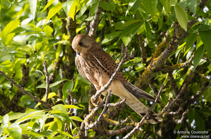 Faucon crécerelle femelle adulte nuptial