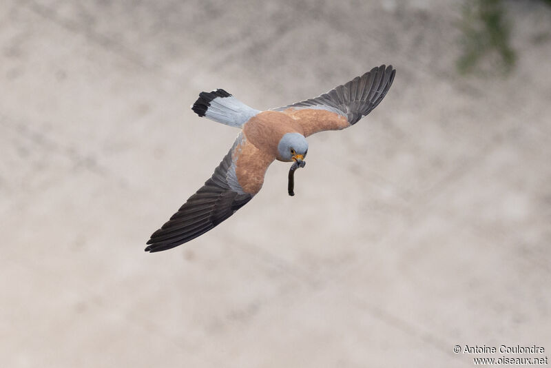 Faucon crécerellette mâle adulte nuptial, Vol, pêche/chasse