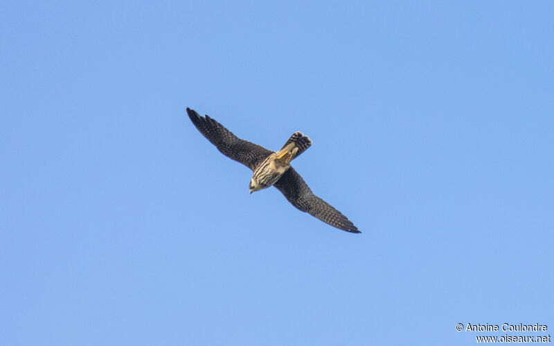 Eurasian Hobbyjuvenile, Flight