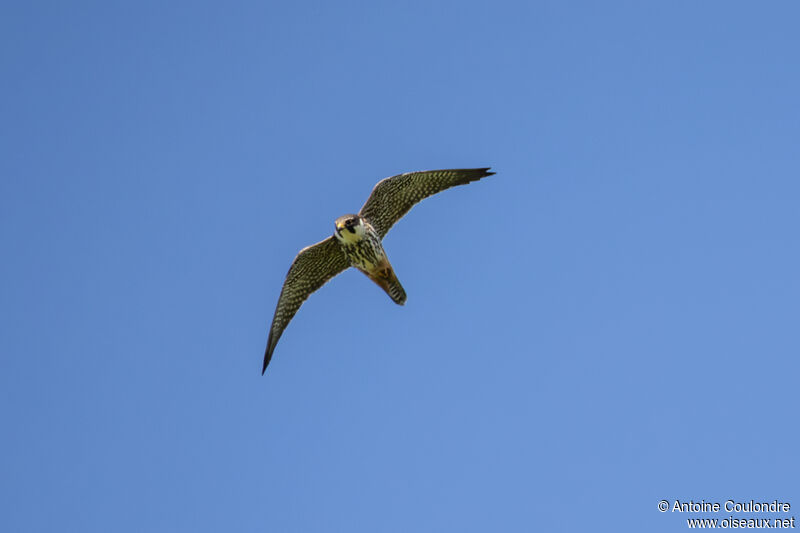 Eurasian Hobbyadult, Flight