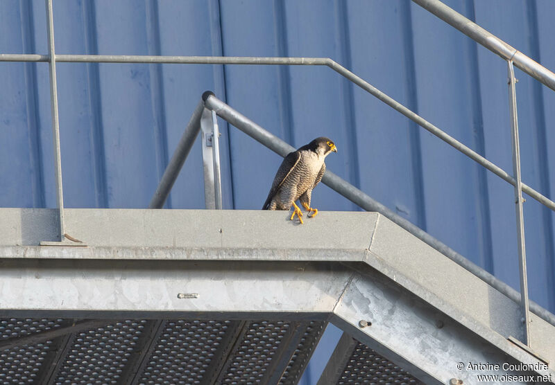 Peregrine Falconadult