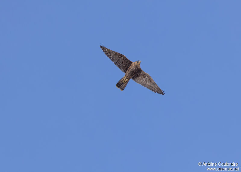 Peregrine Falcon female juvenile