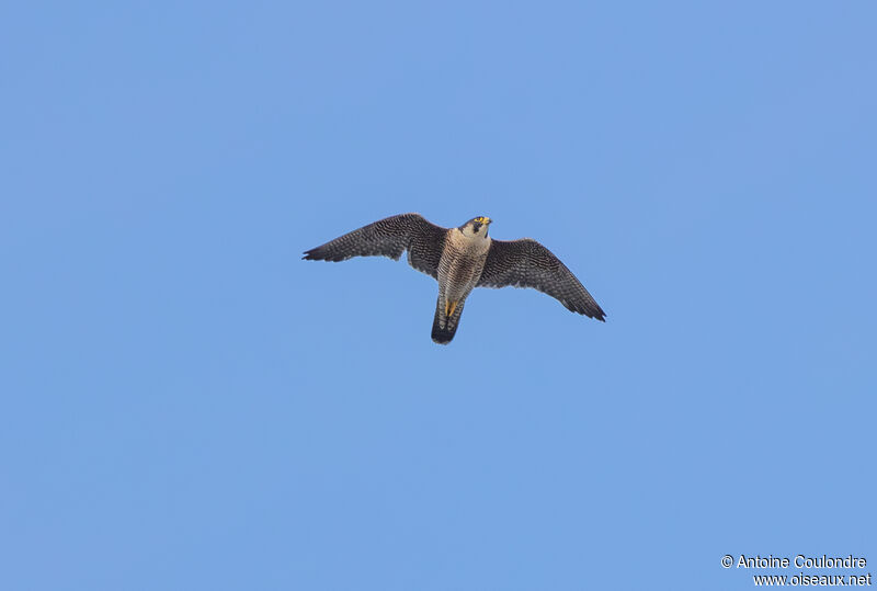 Peregrine Falcon female adult breeding