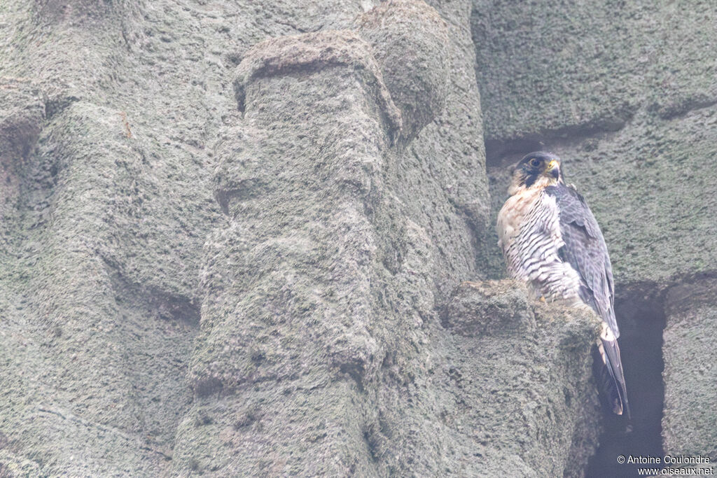 Faucon pèlerinadulte