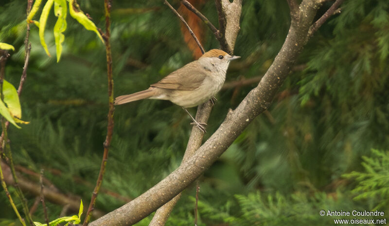 Eurasian Blackcap female adult breeding